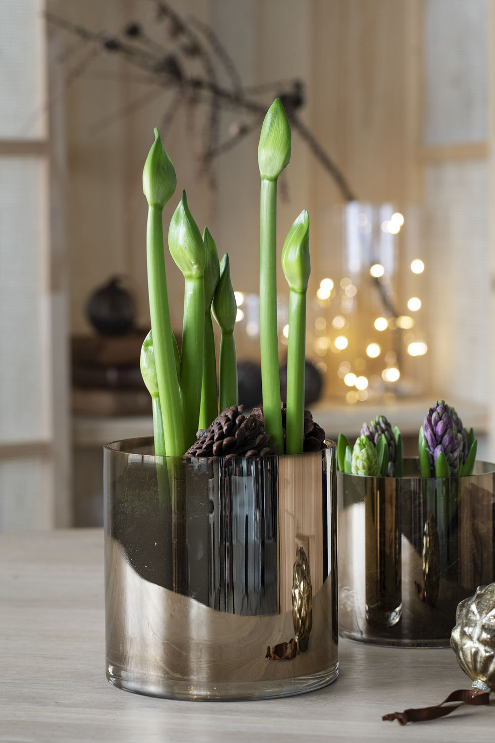 Amaryllis i potte
